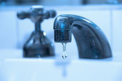 Plumber cypress